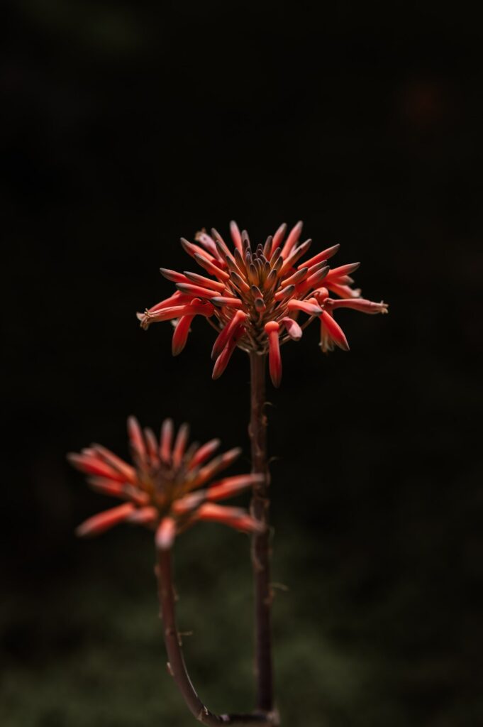 Photographe retraite yoga