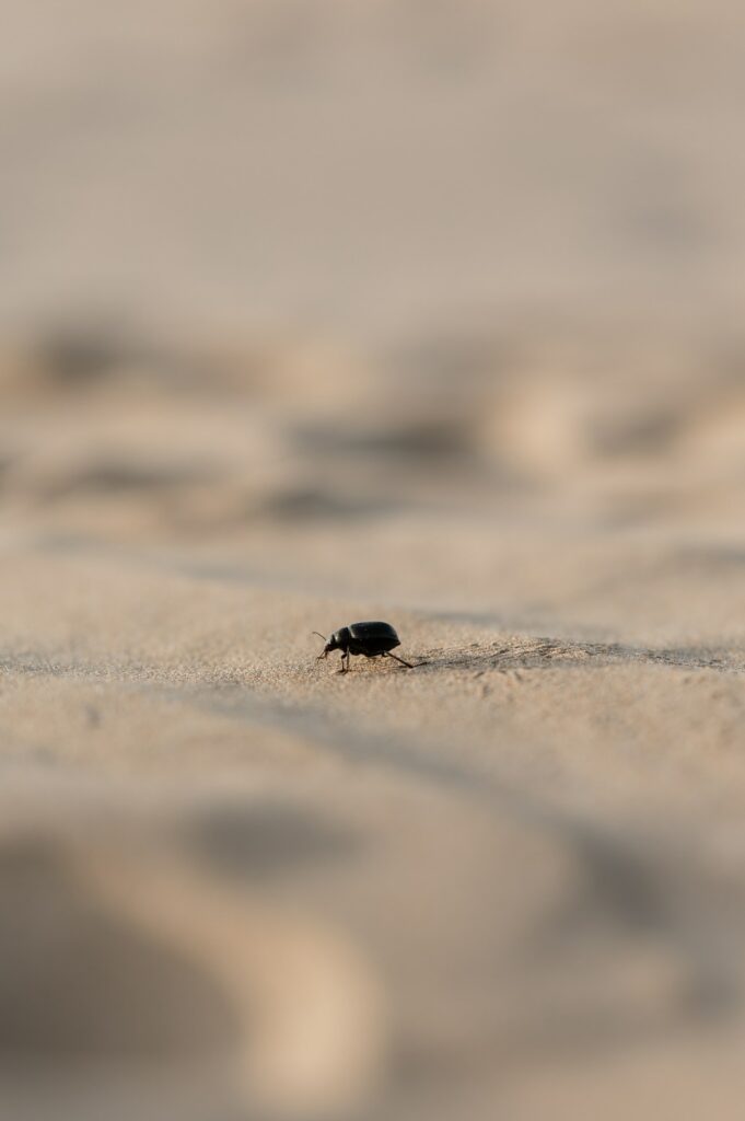 Photographe retraite yoga