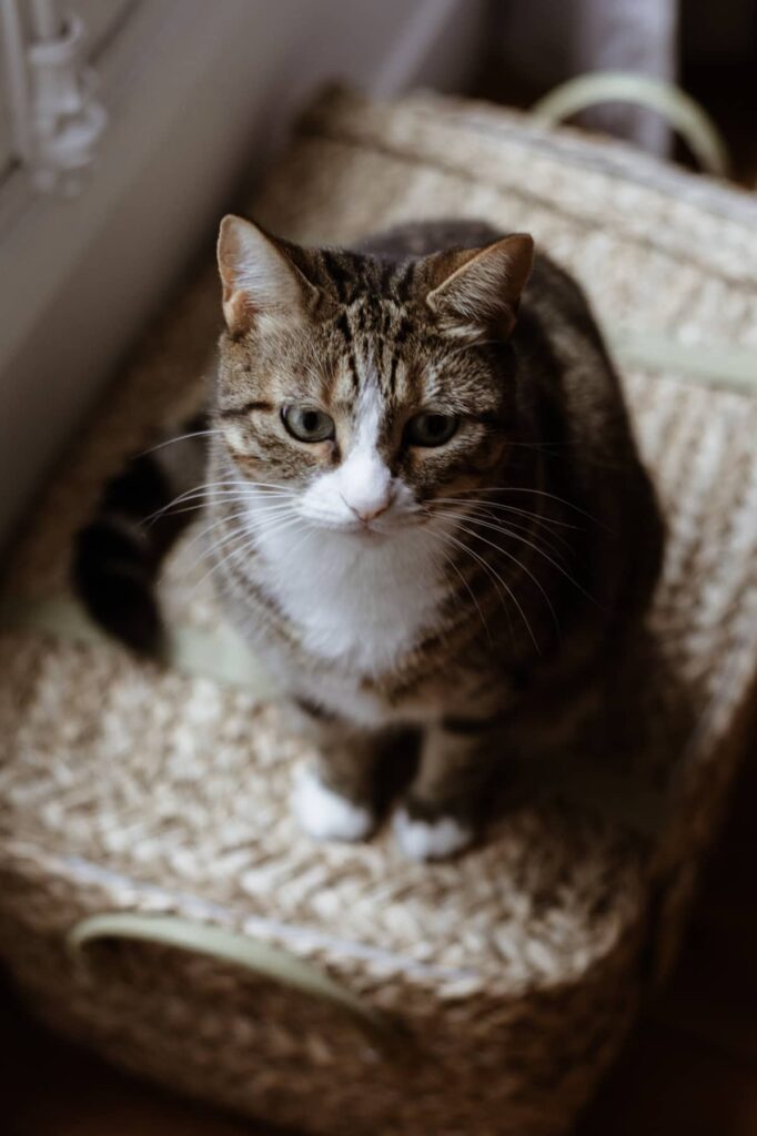 Chat de famille