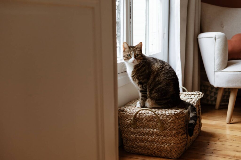Chat de famille