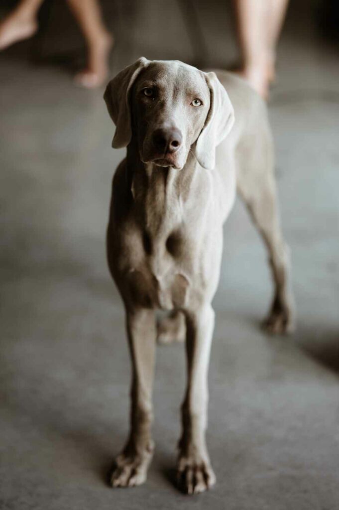 Mariage laïque surprise